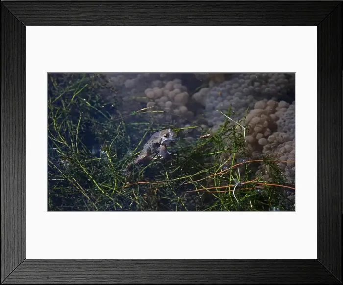 Framed Print : Frogs breeding and spawning in a pond Framed Print : Frogs breeding and spawning in a pond