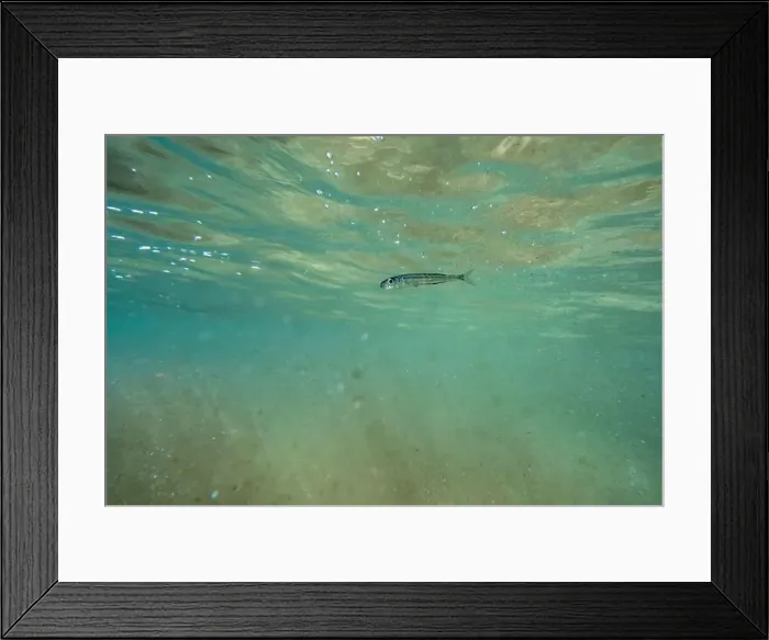 Framed Print : A tiny fish swimming in shallow waters, sunny, France, ocean. High quality photo Framed Print : A tiny fish swimming in shallow waters, sunny, France, ocean. High quality photo