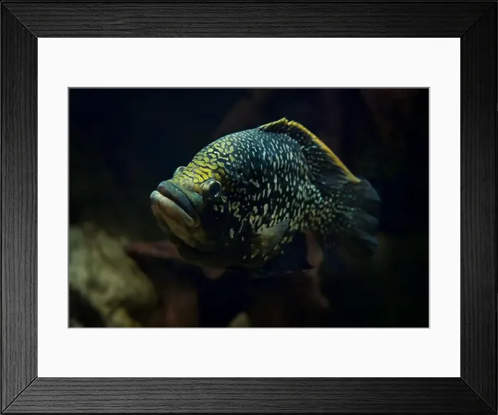 Framed Print : Paratilapia polleni - black diamond cichlid fish