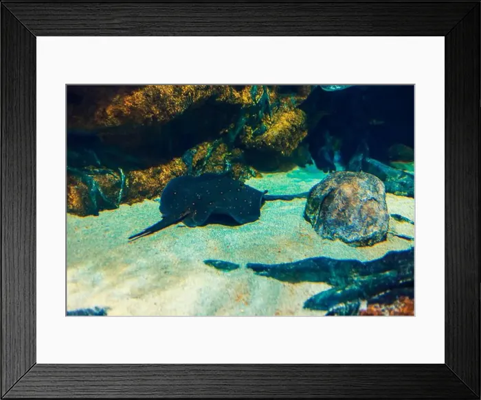 Framed Print : Sea stingray in its natural habitat. Oceanarium, wildlife, colorful underwater world, natural background Framed Print : Sea stingray in its natural habitat. Oceanarium, wildlife, colorful underwater world, natural background