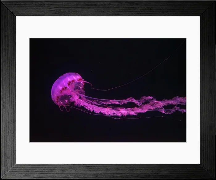 Framed Print : Purple-striped Jellyfish, Chrysaora colorata swimming in dark water of aquarium tank illuminated with pink neon light Framed Print : Purple-striped Jellyfish, Chrysaora colorata swimming in dark water of aquarium tank illuminated with pink neon light