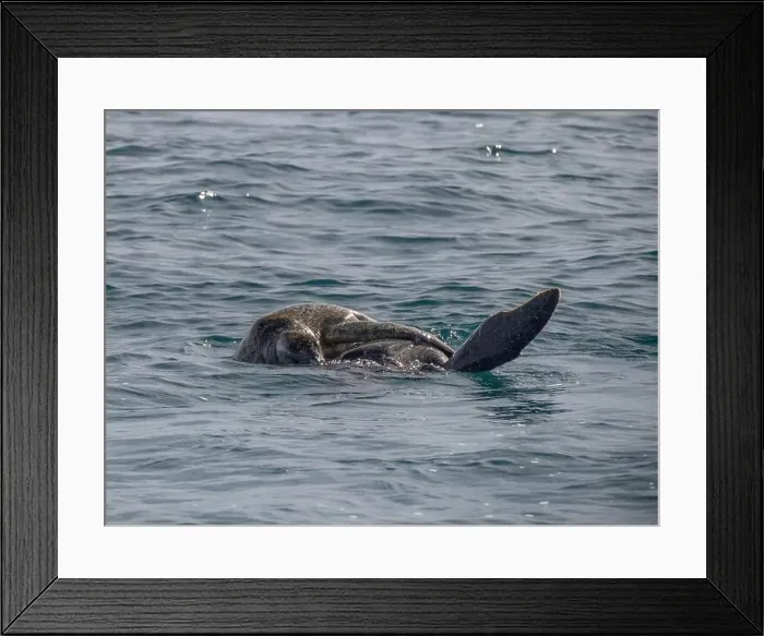 Framed Print : Couple of Green Sea Turtle Mating in Pacific Ocean, baja california sur, mexico Framed Print : Couple of Green Sea Turtle Mating in Pacific Ocean, baja california sur, mexico