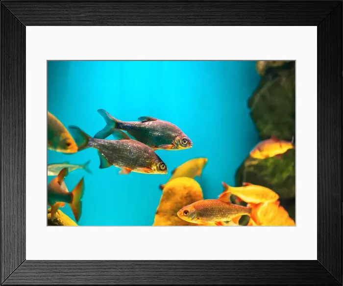 Framed Print : River fish in their natural habitat. Oceanarium, wildlife, colorful underwater world, aquarium Framed Print : River fish in their natural habitat. Oceanarium, wildlife, colorful underwater world, aquarium