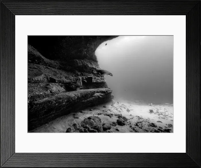 Framed Print : A Pacific green sea turtle enters an underwater cave entrance showing the shadowy