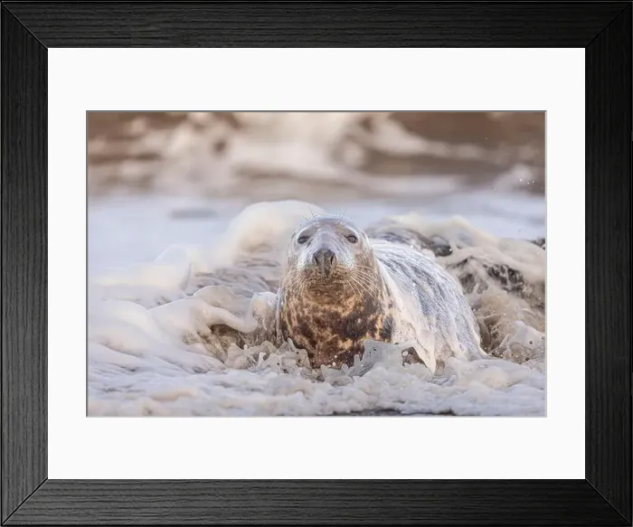 Framed Print : A Grey Seal being washed over by a wave, Norfolk, UK Framed Print : A Grey Seal being washed over by a wave, Norfolk, UK