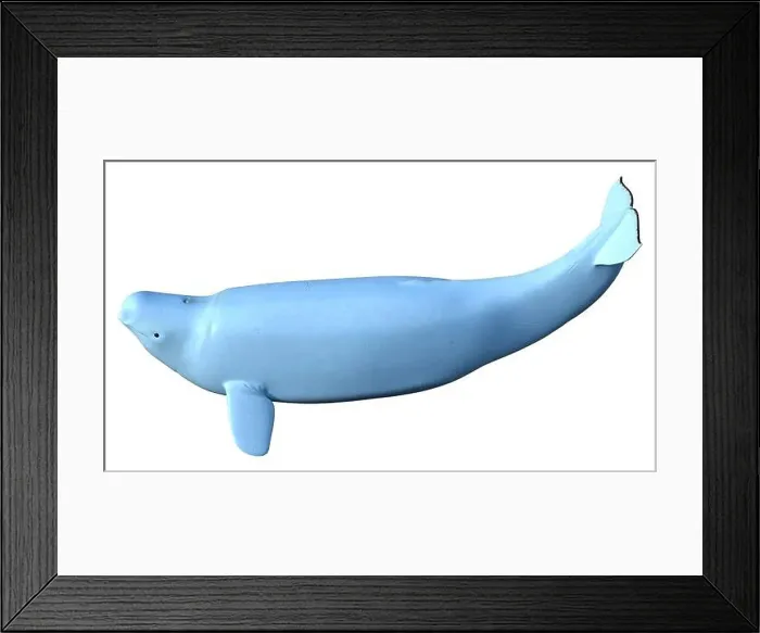 Framed Print : 3D rendering of a female beluga white whale isolated on white background