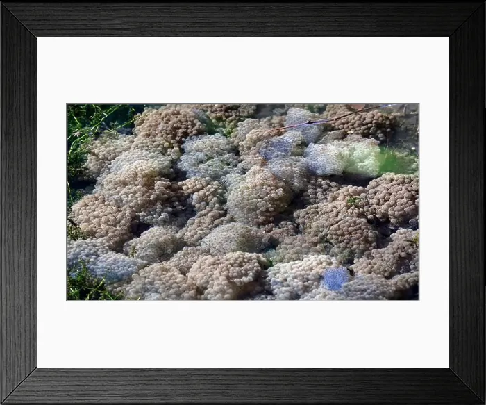 Framed Print : Frogs breeding and spawning in a pond Framed Print : Frogs breeding and spawning in a pond