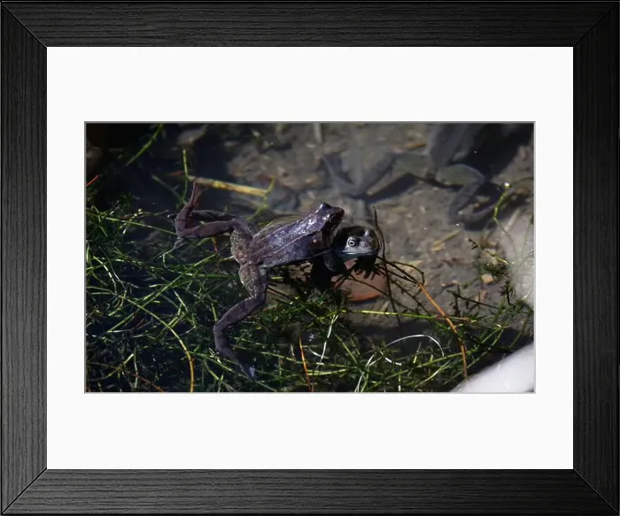 Framed Print : Frogs breeding and spawning in a pond Framed Print : Frogs breeding and spawning in a pond