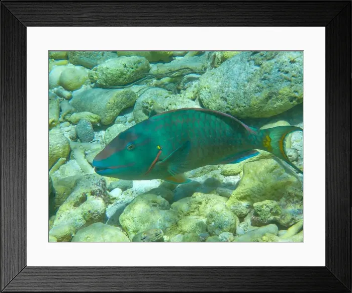 Framed Print : Close-up underwaterphoto of a Stoplight parrotfish (Sparisoma viride) in the Caribbean Sea Framed Print : Close-up underwaterphoto of a Stoplight parrotfish (Sparisoma viride) in the Caribbean Sea