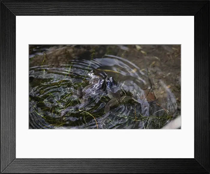 Framed Print : Frogs breeding and spawning in a pond Framed Print : Frogs breeding and spawning in a pond