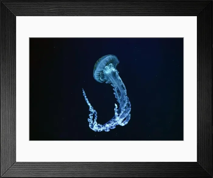 Framed Print : Jellifish South american sea nettle Framed Print : Jellifish South american sea nettle
