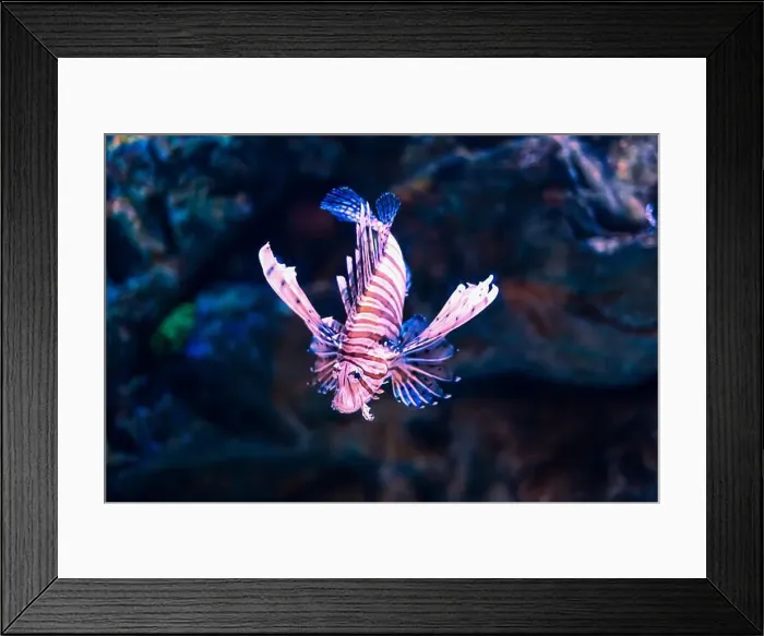 Framed Print : Tropical marine fish in natural habitat. Oceanarium, wildlife, colorful underwater world, aquarium Framed Print : Tropical marine fish in natural habitat. Oceanarium, wildlife, colorful underwater world, aquarium