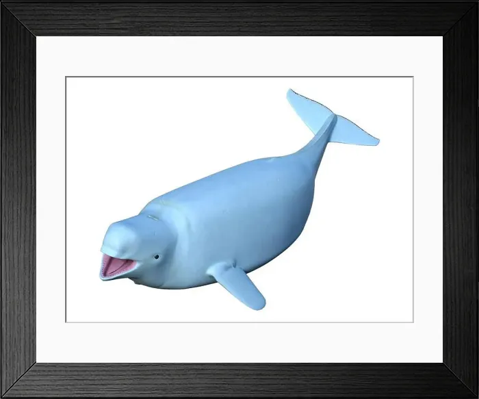 Framed Print : 3D rendering of a female beluga white whale isolated on white background Framed Print : 3D rendering of a female beluga white whale isolated on white background
