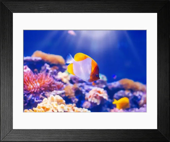 Framed Print : Tropical marine fish on a coral reef Framed Print : Tropical marine fish on a coral reef