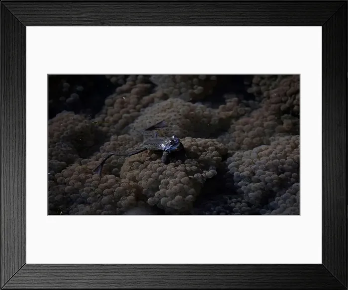 Framed Print : Frogs breeding and spawning in a pond Framed Print : Frogs breeding and spawning in a pond