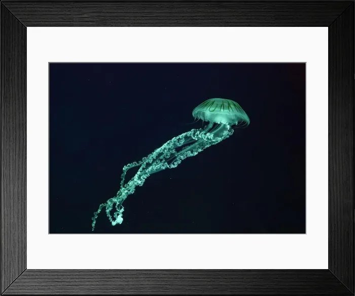 Framed Print : Jellifish South american sea nettle Framed Print : Jellifish South american sea nettle