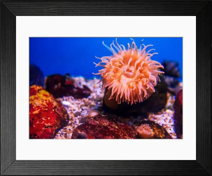 Framed Print : Tropical marine fish on a coral reef. Oceanarium, wildlife, colorful underwater world, aquarium Framed Print : Tropical marine fish on a coral reef. Oceanarium, wildlife, colorful underwater world, aquarium