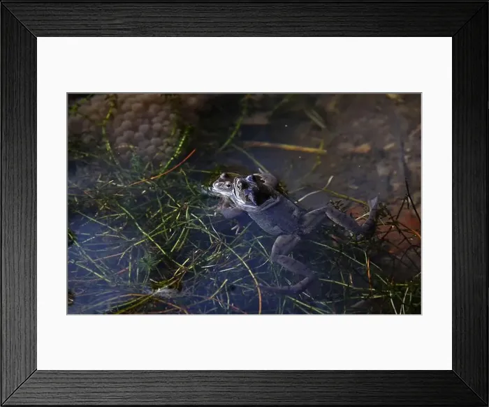 Framed Print : Frogs breeding and spawning in a pond Framed Print : Frogs breeding and spawning in a pond