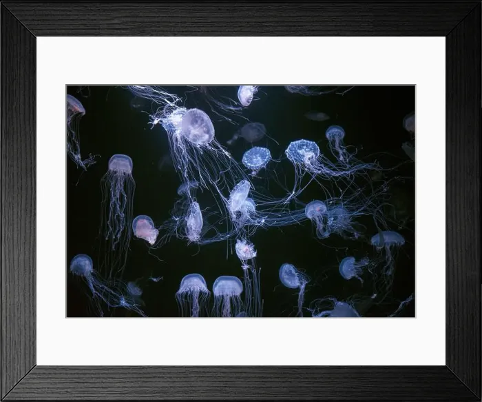 Framed Print : Atlantic sea nettle, Chrysaora quinquecirrha Framed Print : Atlantic sea nettle, Chrysaora quinquecirrha
