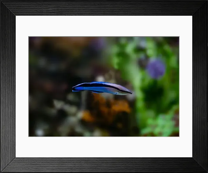 Framed Print : Four-line wrasse, Larabicus quadrilineatus, is a species of wrasse native to the Red Sea and the Gulf of Aden Framed Print : Four-line wrasse, Larabicus quadrilineatus, is a species of wrasse native to the Red Sea and the Gulf of Aden