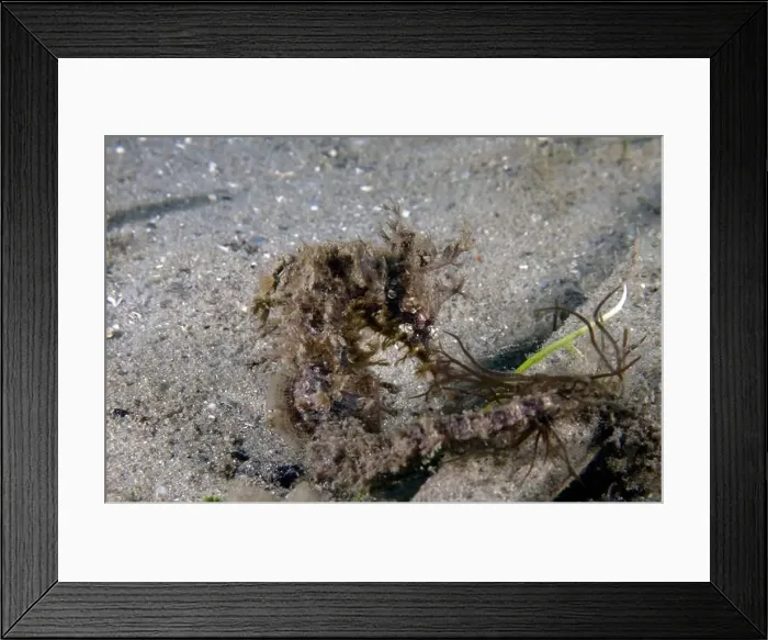 Framed Print : A Long-snouted Seahorse (Hippocampus guttulatus) in Florida, USA Framed Print : A Long-snouted Seahorse (Hippocampus guttulatus) in Florida, USA