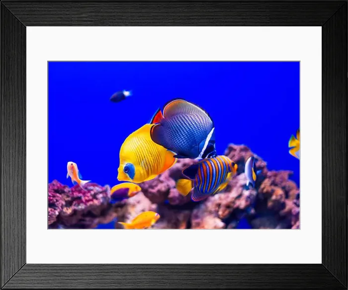 Framed Print : Tropical marine fish on a coral reef. Oceanarium, wildlife, colorful underwater world, aquarium Framed Print : Tropical marine fish on a coral reef. Oceanarium, wildlife, colorful underwater world, aquarium