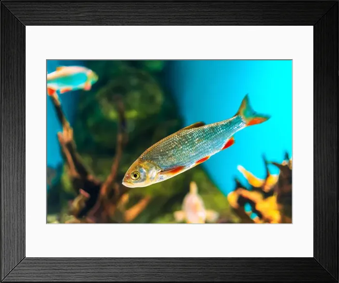 Framed Print : River fish in their natural habitat. Oceanarium, wildlife, colorful underwater world, aquarium Framed Print : River fish in their natural habitat. Oceanarium, wildlife, colorful underwater world, aquarium