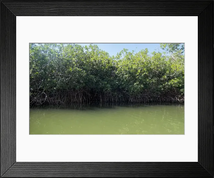 Framed Print : A Mangrove forest in Guerrero, Mexico with space for text Framed Print : A Mangrove forest in Guerrero, Mexico with space for text
