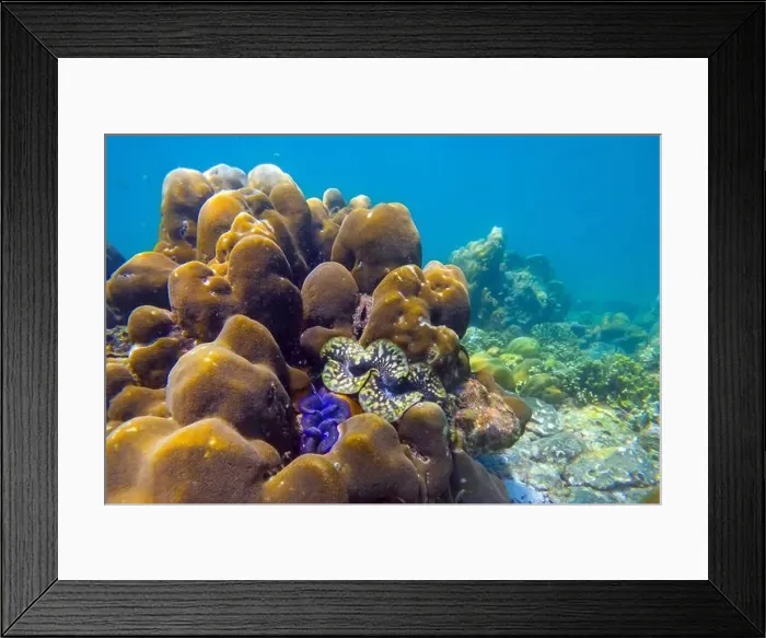 Framed Print : Many blue brown colorful tridacna clams with beautiful petal patterns Framed Print : Many blue brown colorful tridacna clams with beautiful petal patterns