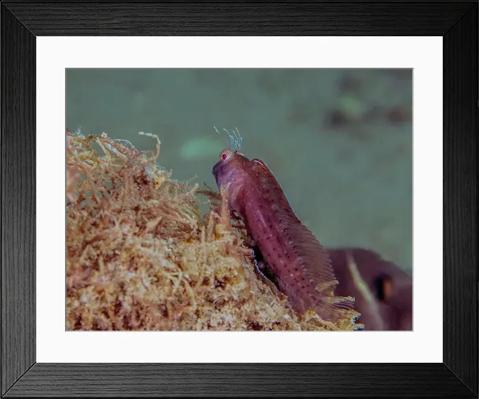 Framed Print : A Seaweed Blenny (Parablennius marmoreus) in Florida, USA Framed Print : A Seaweed Blenny (Parablennius marmoreus) in Florida, USA