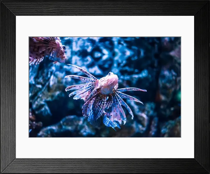 Framed Print : Tropical marine fish in natural habitat. Oceanarium, wildlife, colorful underwater world, aquarium Framed Print : Tropical marine fish in natural habitat. Oceanarium, wildlife, colorful underwater world, aquarium