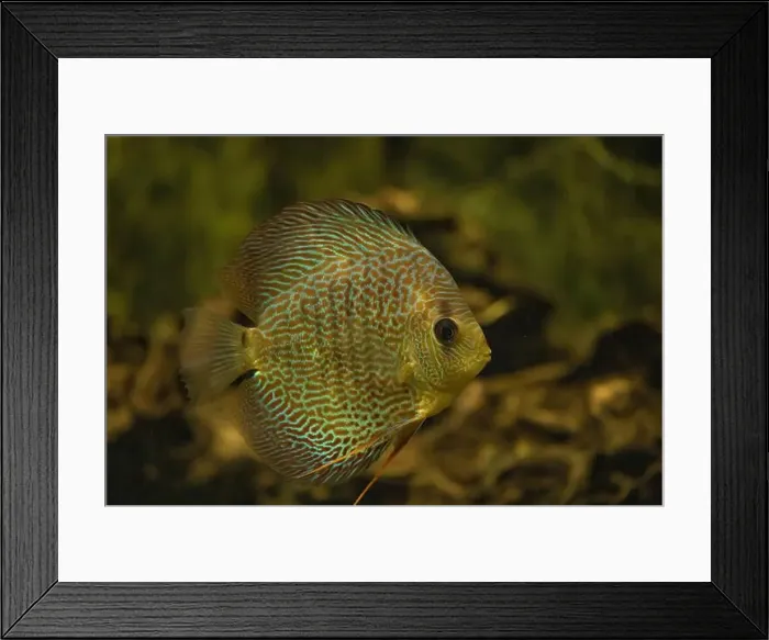 Framed Print : Discus fish swimming in freshwater. Discus fishes are native to the Amazon River Framed Print : Discus fish swimming in freshwater. Discus fishes are native to the Amazon River
