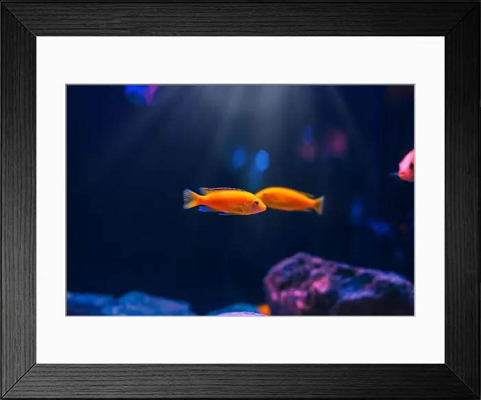 Framed Print : Tropical marine fish in natural habitat Framed Print : Tropical marine fish in natural habitat