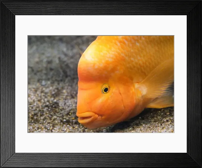Framed Print : Yellow citron cichlid in aquarium against background sea sand Framed Print : Yellow citron cichlid in aquarium against background sea sand