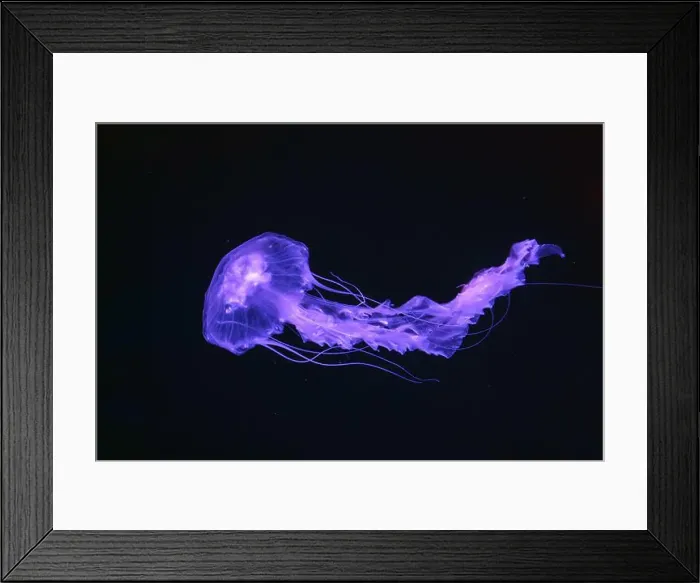 Framed Print : Black sea nettle, Chrysaora achlyos swimming in dark water of aquarium tank with purple neon light Framed Print : Black sea nettle, Chrysaora achlyos swimming in dark water of aquarium tank with purple neon light