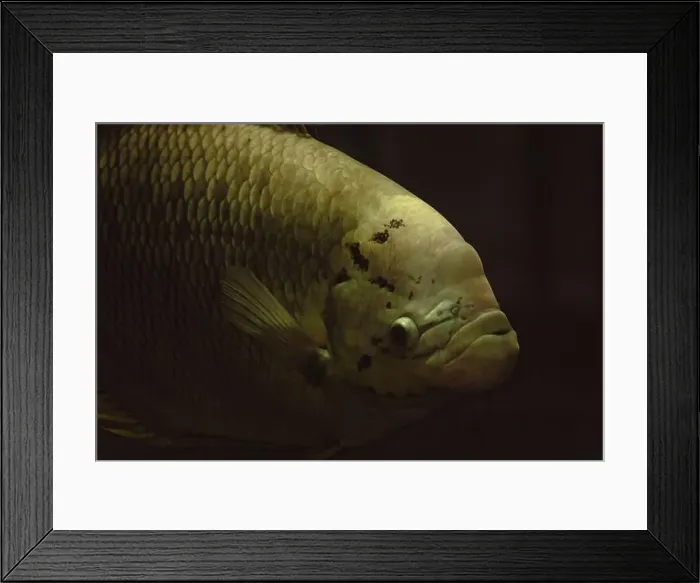 Framed Print : Gourami big fish in the freshwater aquarium Framed Print : Gourami big fish in the freshwater aquarium