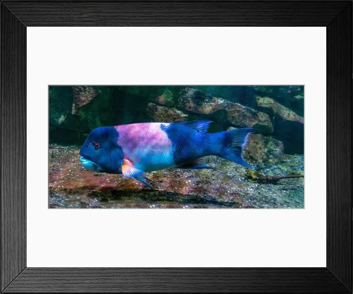 Framed Print : California hogfish also called California sheephead (Semicossyphus pulcher). Native to the eastern Pacific Ocean Framed Print : California hogfish also called California sheephead (Semicossyphus pulcher). Native to the eastern Pacific Ocean