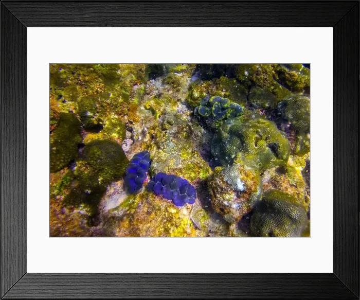 Framed Print : Many blue, turquoise and brown colorful tridacna clams Framed Print : Many blue, turquoise and brown colorful tridacna clams