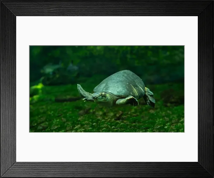Framed Print : The pig-nosed turtle (Carettochelys insculpta), also known commonly as the Fly River turtle Framed Print : The pig-nosed turtle (Carettochelys insculpta), also known commonly as the Fly River turtle
