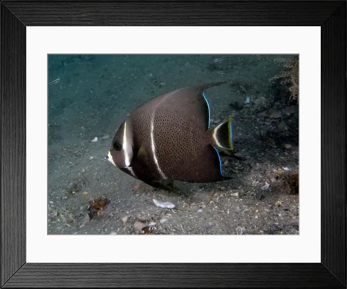 Framed Print : A Gray Angelfish (Pomacanthus arcuatus) in the sub-adult phase in Florida, USA Framed Print : A Gray Angelfish (Pomacanthus arcuatus) in the sub-adult phase in Florida, USA