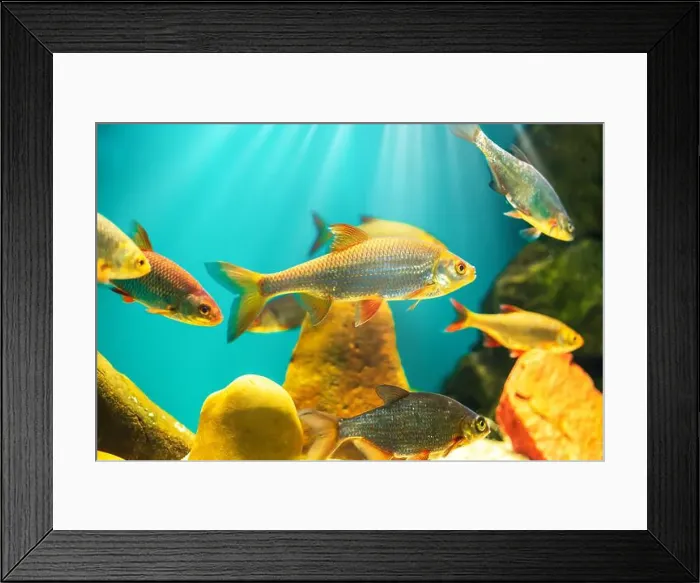Framed Print : River fish in their natural habitat. Oceanarium, wildlife, colorful underwater world, aquarium Framed Print : River fish in their natural habitat. Oceanarium, wildlife, colorful underwater world, aquarium
