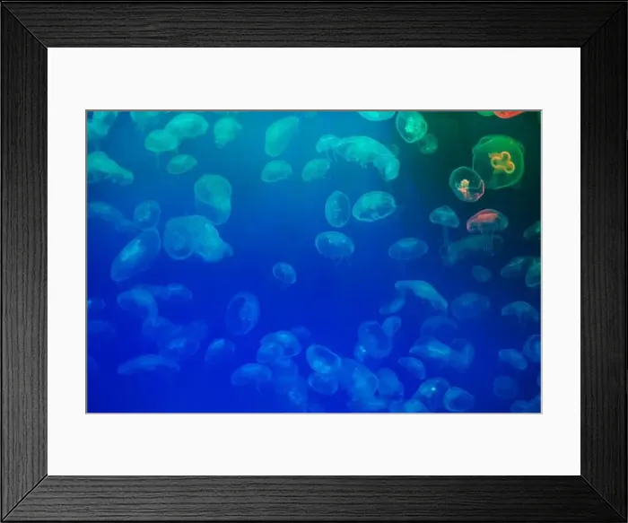 Framed Print : Jellyfish in their natural habitat. Oceanarium, wildlife, colorful underwater world, natural background Framed Print : Jellyfish in their natural habitat. Oceanarium, wildlife, colorful underwater world, natural background