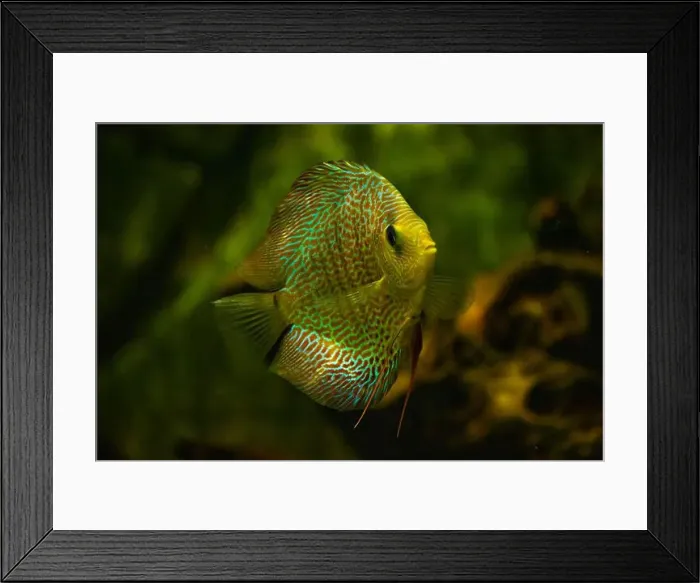 Framed Print : discus fish swimming in freshwater. Discus fishes are native to the Amazon River Framed Print : discus fish swimming in freshwater. Discus fishes are native to the Amazon River