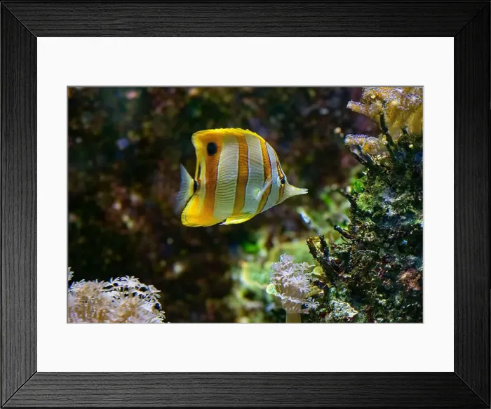 Framed Print : The copperband butterflyfish (Chelmon rostratus) Framed Print : The copperband butterflyfish (Chelmon rostratus)