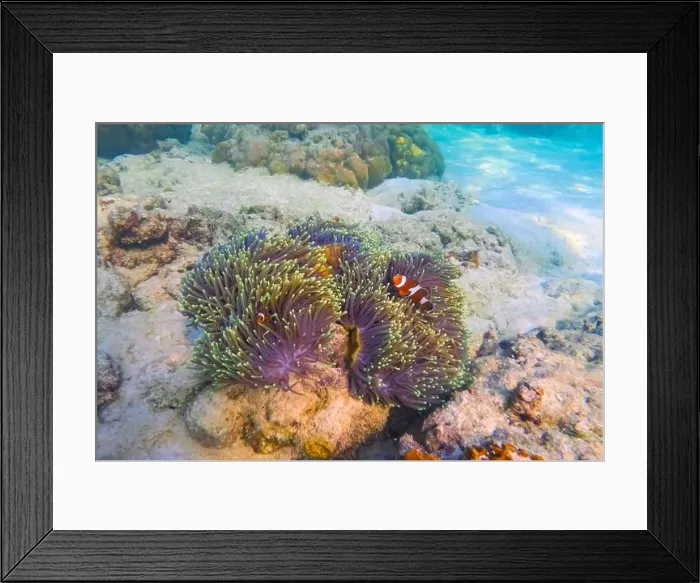 Framed Print : Three Clown fish Amphiprion ocellaris swim fish in polyps poisonous dangerous anemones in symbiotic neighborhood