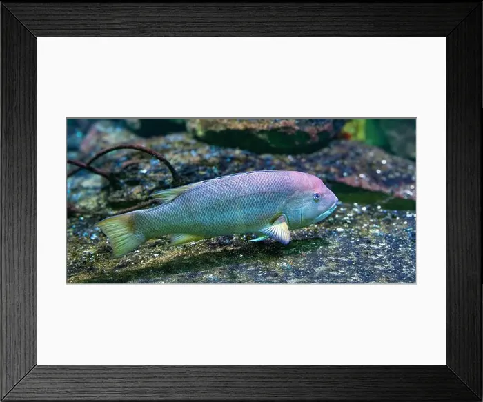 Framed Print : California hogfish also called California sheephead (Semicossyphus pulcher). Native to the eastern Pacific Ocean Framed Print : California hogfish also called California sheephead (Semicossyphus pulcher). Native to the eastern Pacific Ocean