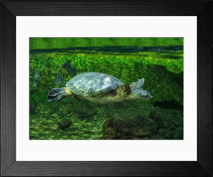 Framed Print : The pig-nosed turtle (Carettochelys insculpta), also known commonly as the Fly River turtle Framed Print : The pig-nosed turtle (Carettochelys insculpta), also known commonly as the Fly River turtle