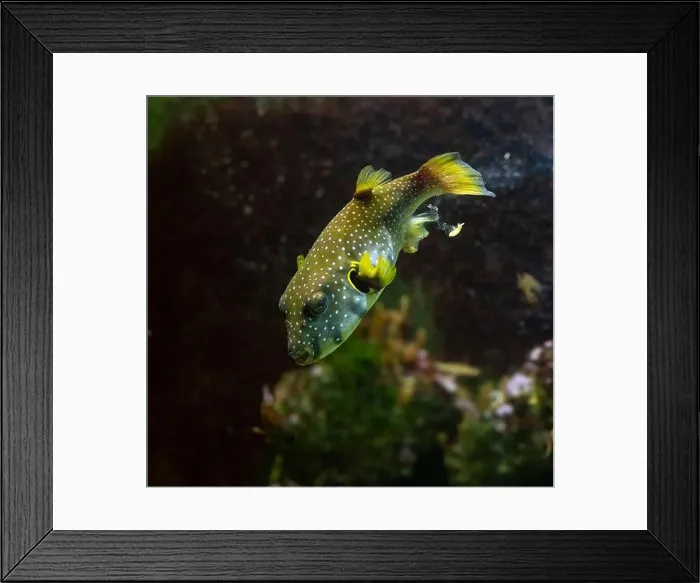 Framed Print : Yellow boxfish (Ostracion cubicum) is a species of boxfish found in reefs throughout the Pacific Ocean and Indian Ocean Framed Print : Yellow boxfish (Ostracion cubicum) is a species of boxfish found in reefs throughout the Pacific Ocean and Indian Ocean