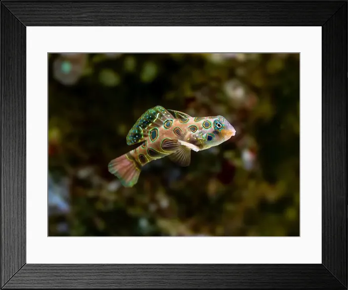 Framed Print : picturesque dragonet (Synchiropus picturatus) Framed Print : picturesque dragonet (Synchiropus picturatus)