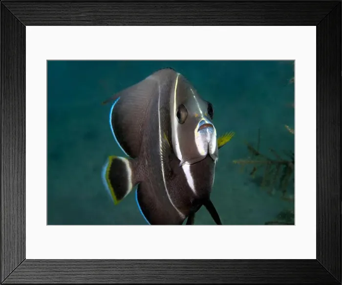 Framed Print : A Gray Angelfish (Pomacanthus arcuatus) in the sub-adult phase in Florida, USA Framed Print : A Gray Angelfish (Pomacanthus arcuatus) in the sub-adult phase in Florida, USA